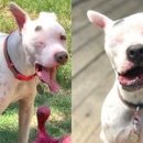 댕댕이천사 이미지