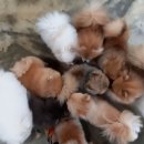 메르시몽프레 포메분양&애견카페 이미지