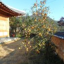 배나무민박 이미지