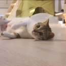 마음든 동물병원 이미지