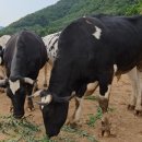 부평초등학교 신월분교 이미지