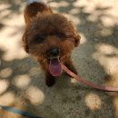 가히애견 이미지