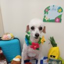 펫지살롱 이미지