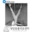 청당동물의료센터 이미지