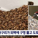 미국 가정집에 딱따구리 선생이 숨겨둔 도토리 300kg 이미지