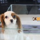 수원-1584 이미지