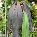 Bulbophyllum phalaenopsis 이미지
