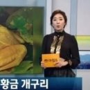 황금개구리 이미지