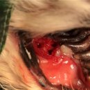 코끼리 동물병원 이미지