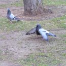 비오아이 이미지