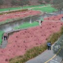 서울에도 핑크뮬리공원 강남구 양재천에 조성 이미지