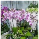 향기꽃방 이미지