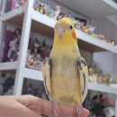 씨유 삼척새시대점 | 도심 속에 새들이 이렇게 많았다고? - 청계천 탐조 활동 프로그램 후기