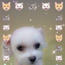 강릉애견분양 네이버블로그