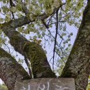 왕벚꽃식당 | 서산 개심사 겹벚꽃 청벚꽃 왕벚꽃보러 언제가야해? 주차 현실 꿀팁까지