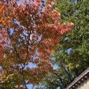 가을에서 겨울 그리고 2025 (서순라길/종로 포장마차 / 인덕원샴페인/일상)
