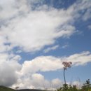 곰배령 PC 이미지