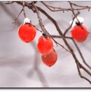 홍시 - 부산진구 서면문화로 18-1 | 홍시
