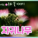 자귀나무 [계절에 만나는 우리 꽃 이야기 15화] 이미지