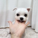 빛나개살롱 이미지