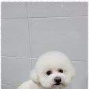 멍멍살롱 이미지