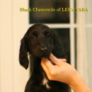 하늘켄넬 이미지