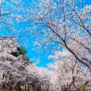 합천호회양관광단지 | 합천호 회양관광단지 벚꽃(로우풀, 북어마을)
