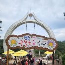 (화요힐링여행) 10월 13일 멋진 해송과 하얀 구절초가 어우러져 눈부시게 아름다운 정읍 구절초 꽃축제 &amp; 옥정호 붕어섬 이미지
