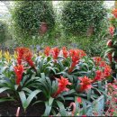 아나나스 이미지