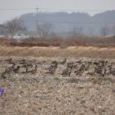 해남 고천암에서 기러기를 보았다 이미지