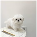 수아펫 이미지