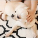 비타민동물병원 이미지