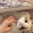 사막화와 고양이 결막염 잡은 컨트리캣 벤토 솔직후기