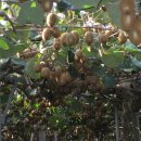 수화농장 이미지