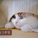 커들그루밍 이미지