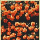 오즈치과교정과치과의원 이미지