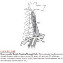 Functional Anatomy of the Shoulder. 반드시 정리해야 이미지