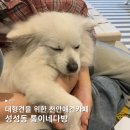 통이네다방 | 대형견을 위한 천안애견호텔 성성동 통이네다방 후기