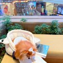 수원시동물보호센터 동물병원 이미지