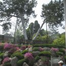 백송나무 아래---이정숙 이미지