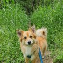 강아지스푼 이미지