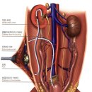 ㈜신우 | 고양이 신부전 SUB 증상 및 후기