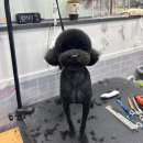 크리스타일 이미지
