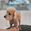 오늘의 개스트 네이버블로그