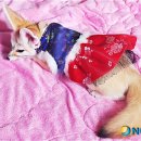 여우