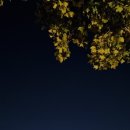 뉴욕뉴욕(New York New York) 이미지