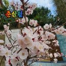 춘삼월