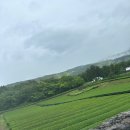 다원 | 제주도녹차밭 5천원의행복 겨울 재방문 서귀다원 후기
