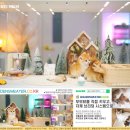 그루밍캐터리 | 브숏캐터리와 함께한 도예가의 고양이 입양