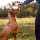 소노펫 동물병원 이미지